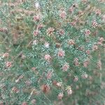 Symphyotrichum lateriflorum Leaf