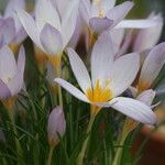 Crocus caspius Flower