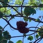 Dombeya wallichii果實