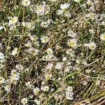 Erigeron annuusЦветок