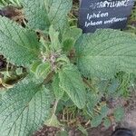 Borago officinalisЛист