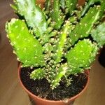 Opuntia monacantha 葉