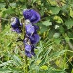 Aconitum napellus Virág