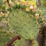 Opuntia engelmannii خشب