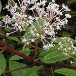 Ceanothus americanus Λουλούδι