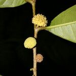 Maquira guianensis Froito