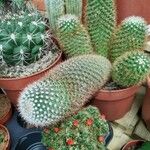 Mammillaria spinosissima 葉