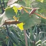 Pelargonium caylae Hoja