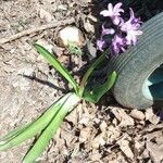 Hyacinthus orientalis Leaf
