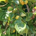 Pyrus pyrifolia Habit