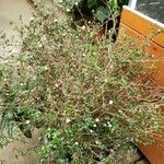 Serissa japonica Hábito