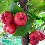 Syzygium samarangense Плід