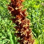 Orobanche laserpitii-sileris Flower