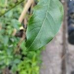 Jasminum azoricum Leaf