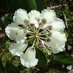 Rhododendron grande Çiçek