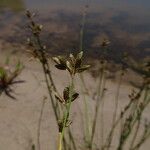 Fuirena stricta Flower