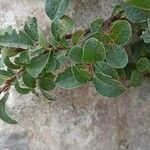 Salix pyrenaica Leaf