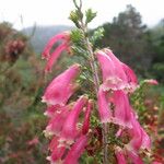Erica discolor Otro