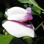 Centrosema plumieri Λουλούδι