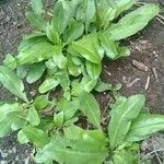 Eryngium foetidum Leaf