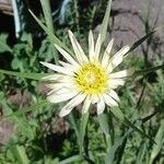 Tragopogon dubiusFlower