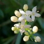 Galium saxatile Flower