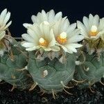 Turbinicarpus schmiedickeanus Характер