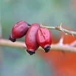 Rosa dumalis Fruit