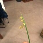 Scirpoides holoschoenus Virág