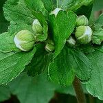 Anemone hupehensis Sonstige