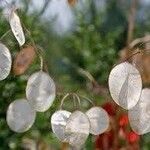 Lunaria annuaFruit