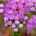 Carphephorus corymbosus Flor
