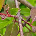 Viburnum prunifolium Rhisgl