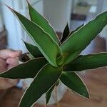 Dracaena hanningtonii Blatt