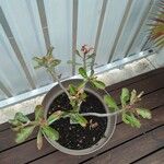 Adenium multiflorum Цвят
