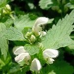 Lamium album Květ