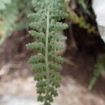 Asplenium fontanum List