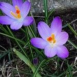 Crocus tommasinianus Blüte