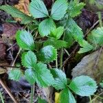 Fragaria x ananassa برگ