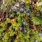 Empetrum nigrum Fruto