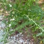 Lespedeza cuneata 葉