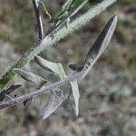 Sisymbrium orientale Листок