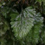 Hymenophyllum tunbrigense Плод