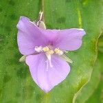 Tinantia pringlei Flower