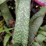 Gasteria excelsa Hostoa