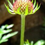 Scabiosa japonica Flor