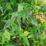 Monarda clinopodia Foglia