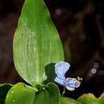 Commelina virginica 叶