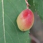 Viburnum prunifolium Плод