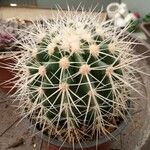 Echinocactus grusonii 葉